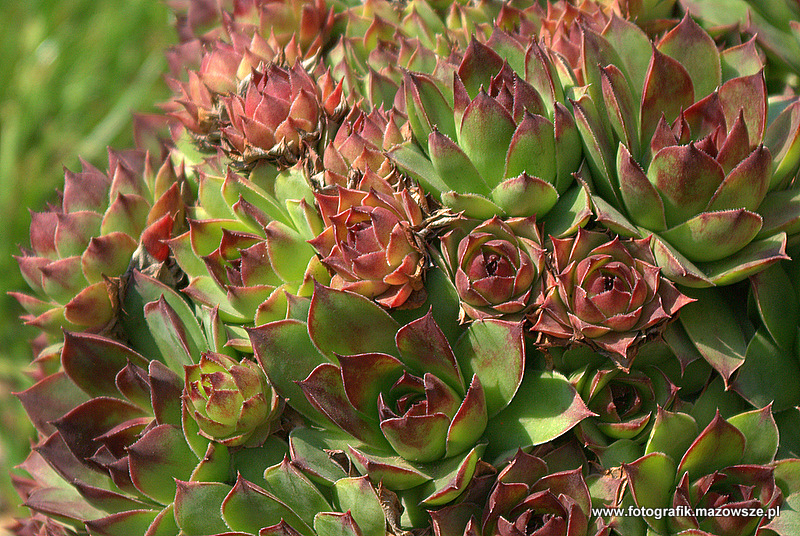 Kliknij aby powrócić