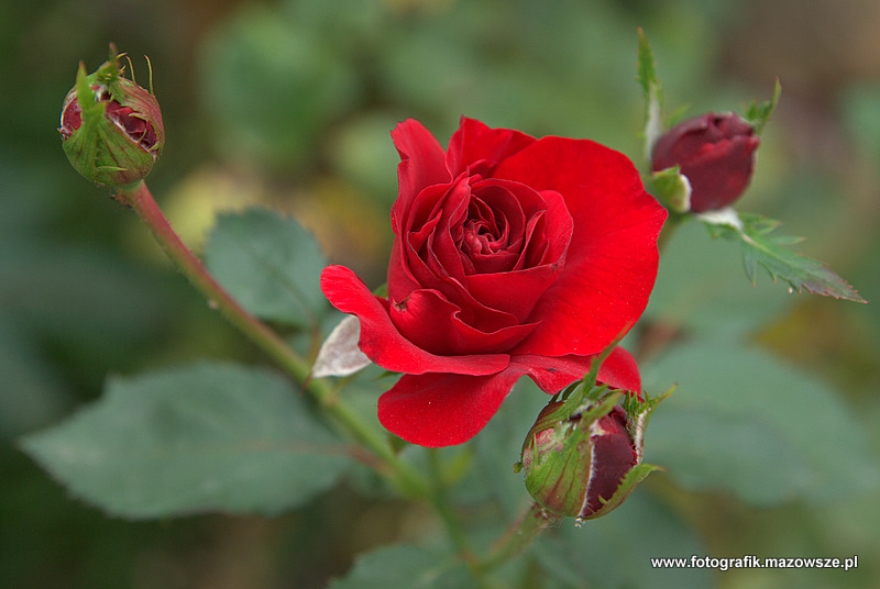 Kliknij aby powrócić