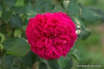 Wybierz galeria: galeria_rosliny
